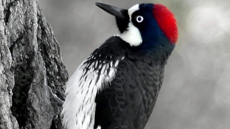 Black and white image of woodpecker with red head