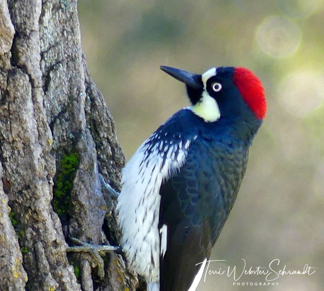 Redheaded Woodpecker