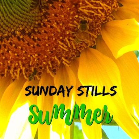 Sunday Stills Summer graphic