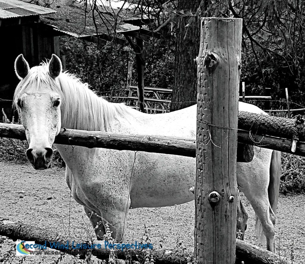 Horses in Black and&nbsp;White