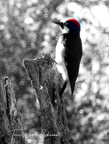Woodpecker in black and white