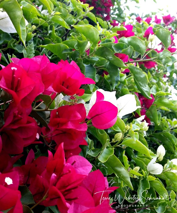 Pink and white bougainvillea