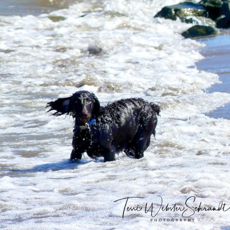 Wind blowing dog's ear