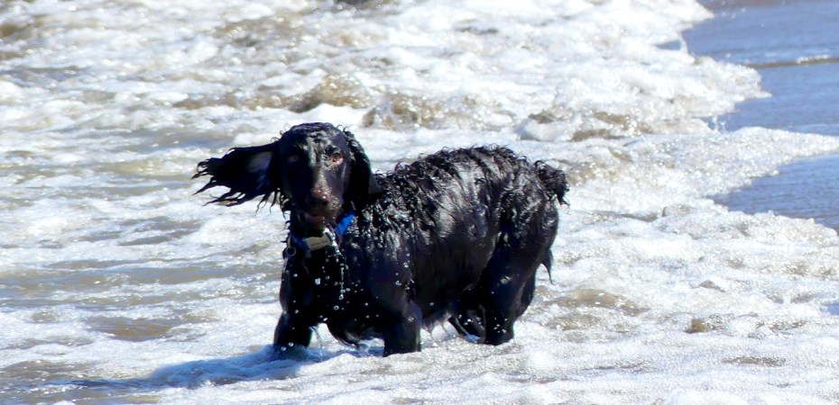 Wind blowing dog's ear