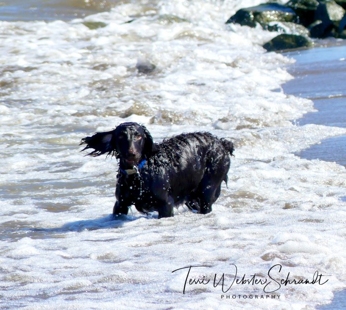 Wind blowing dog's ear