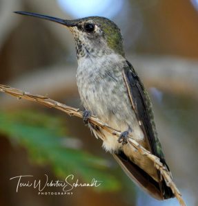 Closeup view of Hummingbird