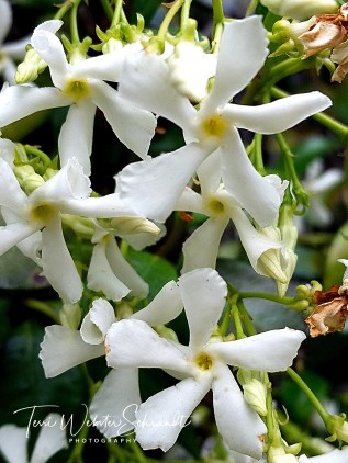 White Star Jasmine