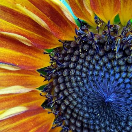 Macro view of sunflower