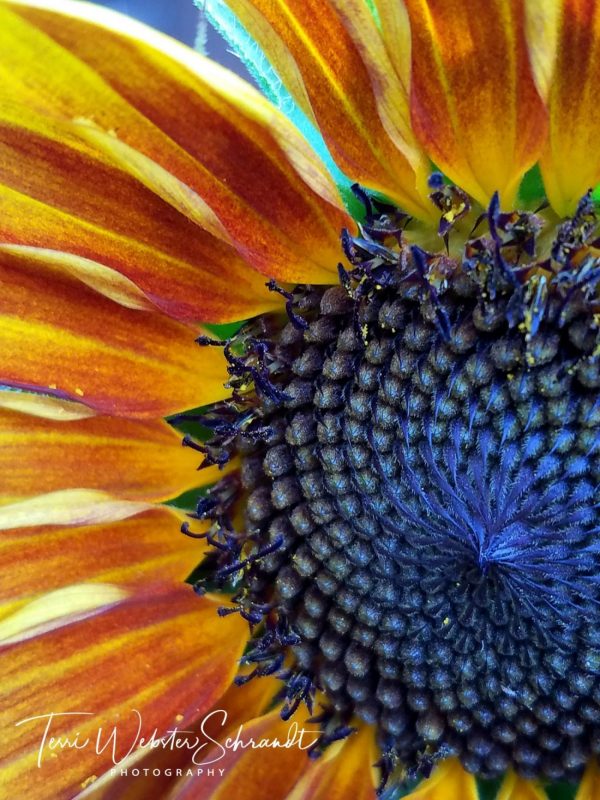 Sunday Stills: #Macro or Close-Up Photography; Is there a&nbsp;Difference?