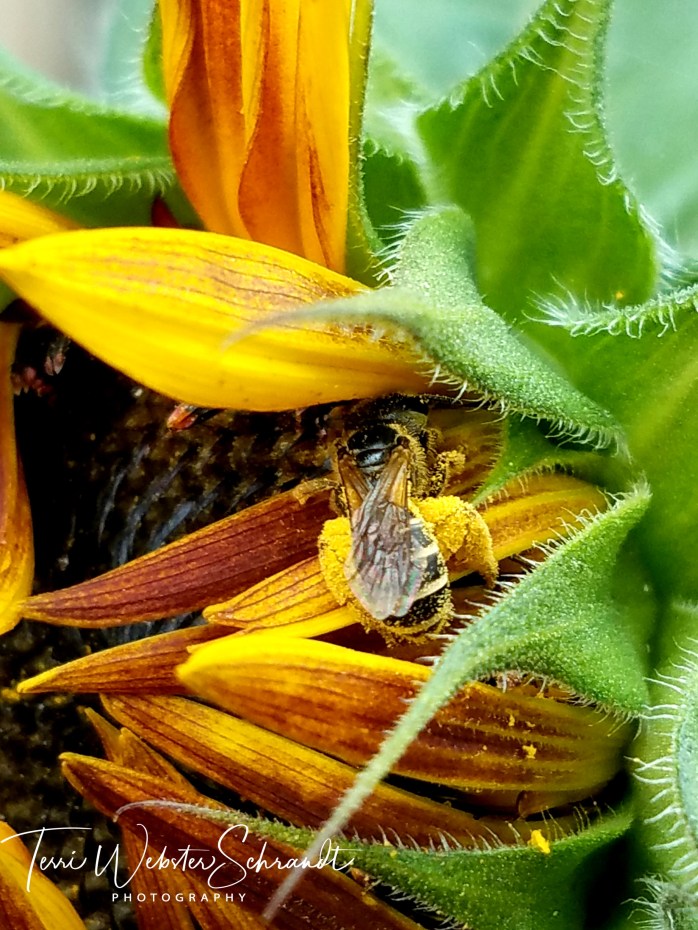 Busy bee is anything but lazy