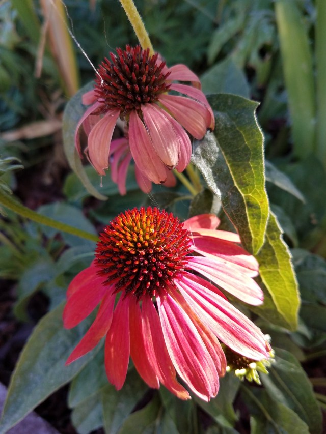 Pink Cone Flowers