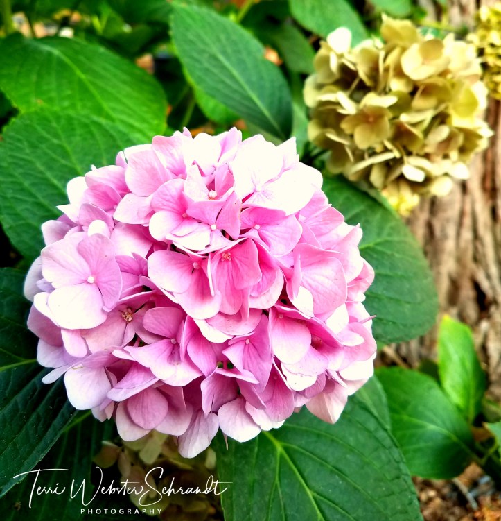 square pink hydrangia