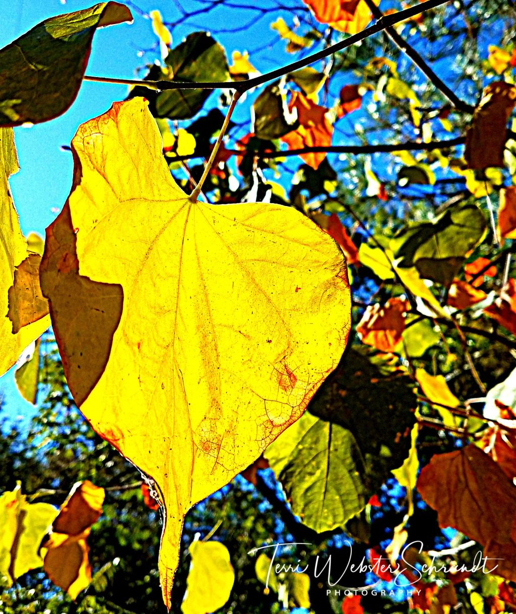 Sunday Stills: Signs of&nbsp;#Autumn
