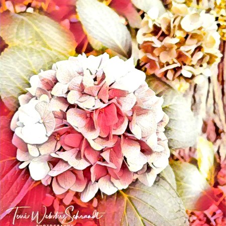 pink hydrangea