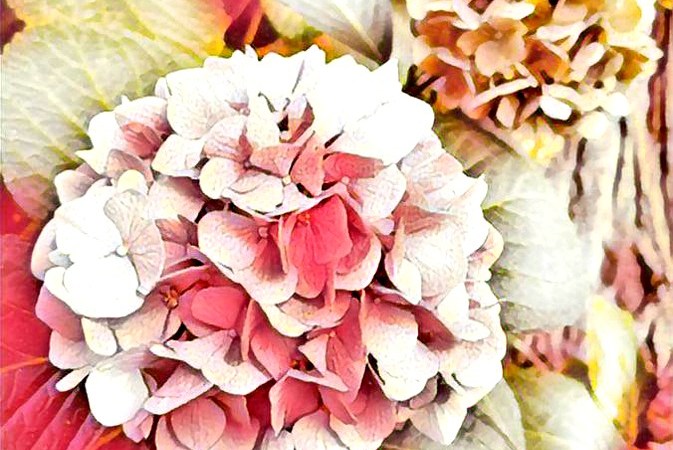 pink hydrangea