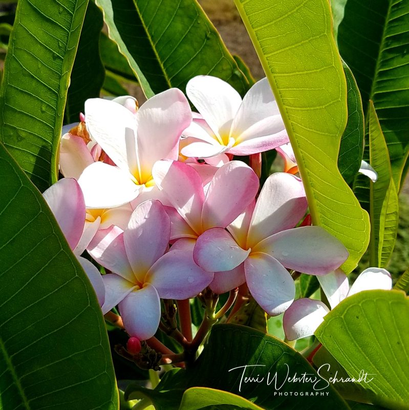 Squares in September: Pink&nbsp;#Plumeria