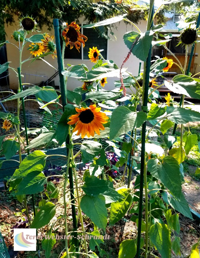 sunflower garden