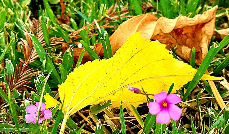 Autumn leaves amid clovers