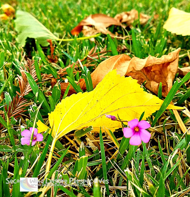Autumn leaves amid clovers
