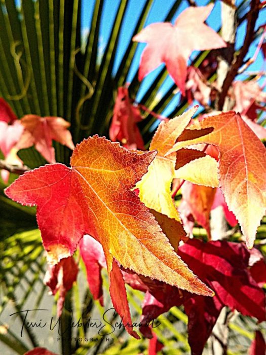 Autumn leaves and palm