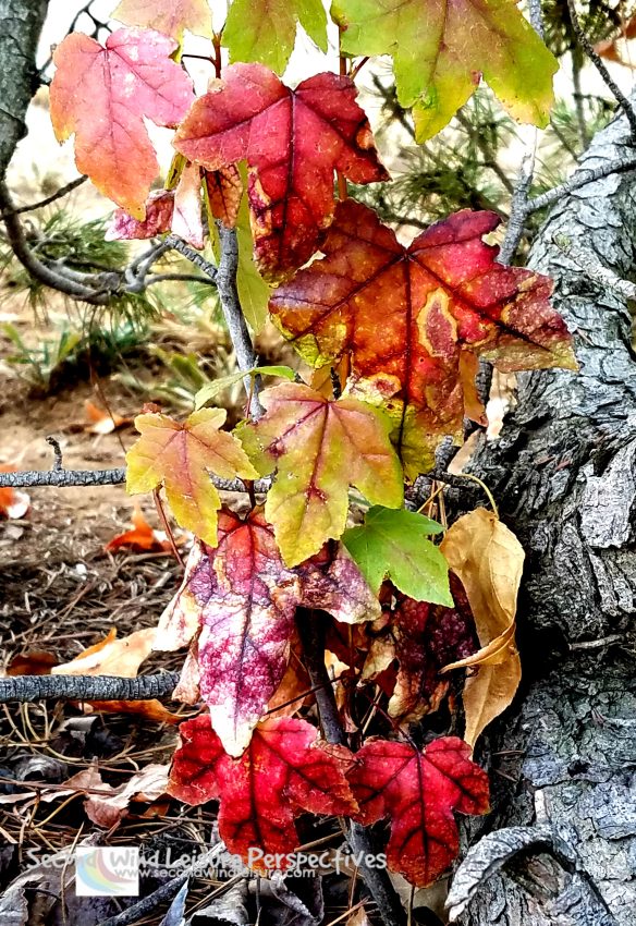 Flowers of the Day are Festive Autumn&nbsp;Leaves