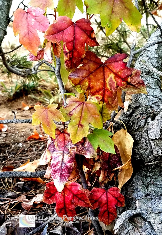 Pink Autumn Leaves