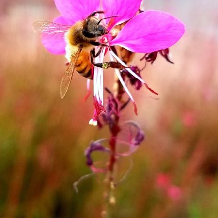pink flower with bee