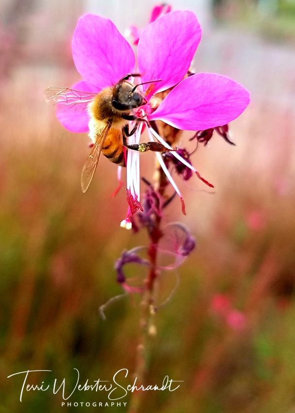 Sunday Stills: Make Mine&nbsp;#Pink