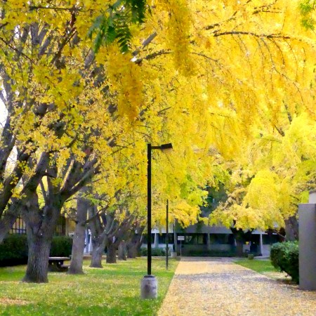 Yellow Ginkgos