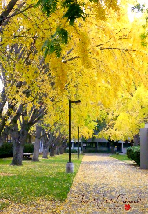 Yellow Ginkgos