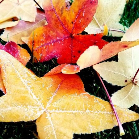 Fallen frosted leaves