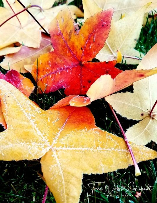 Fallen frosted leaves