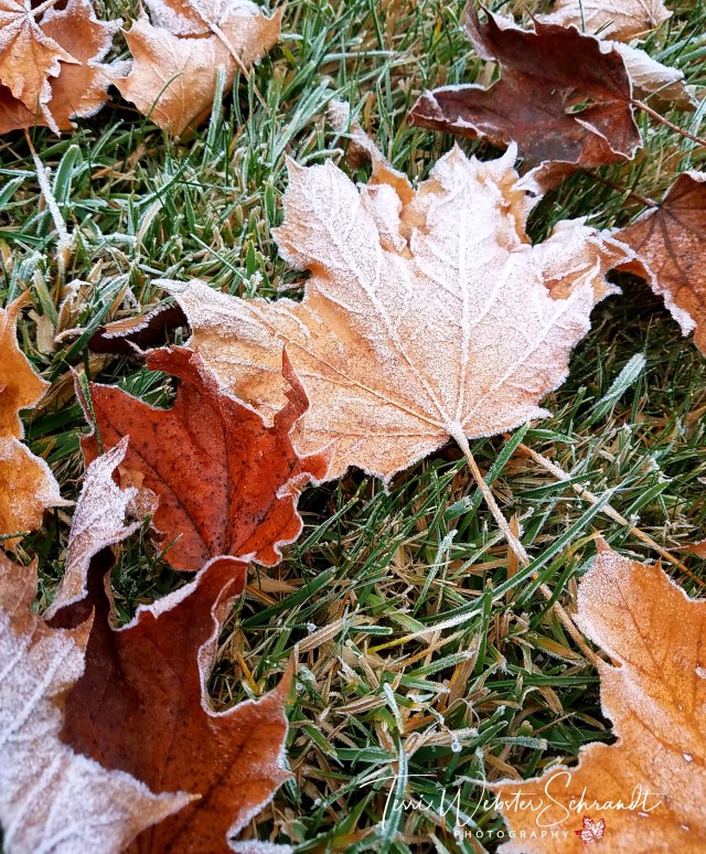 frosted leaves