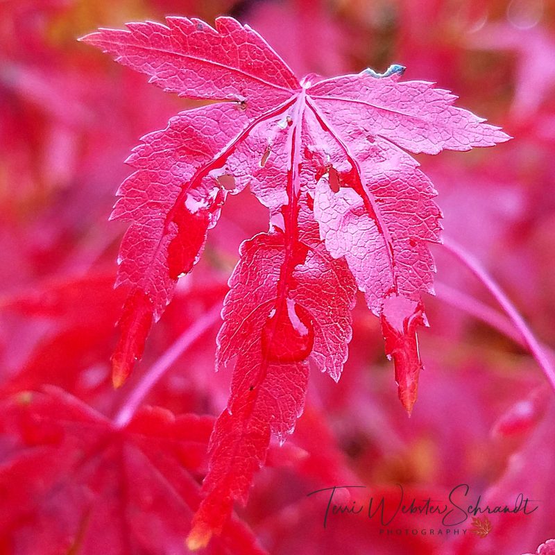 #WordlessWednesday: Seasonal Monochromes