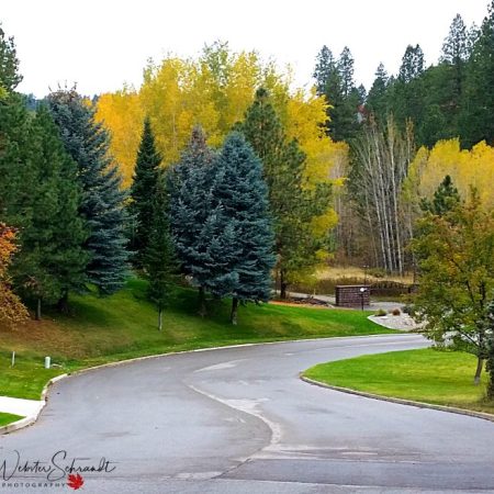 Spokane's Urban Forest