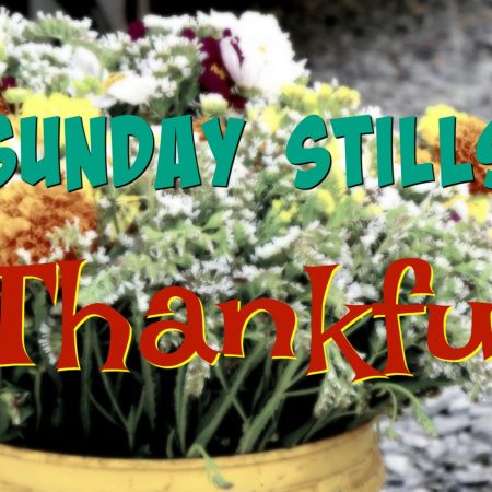 Sunday Stills Thankful