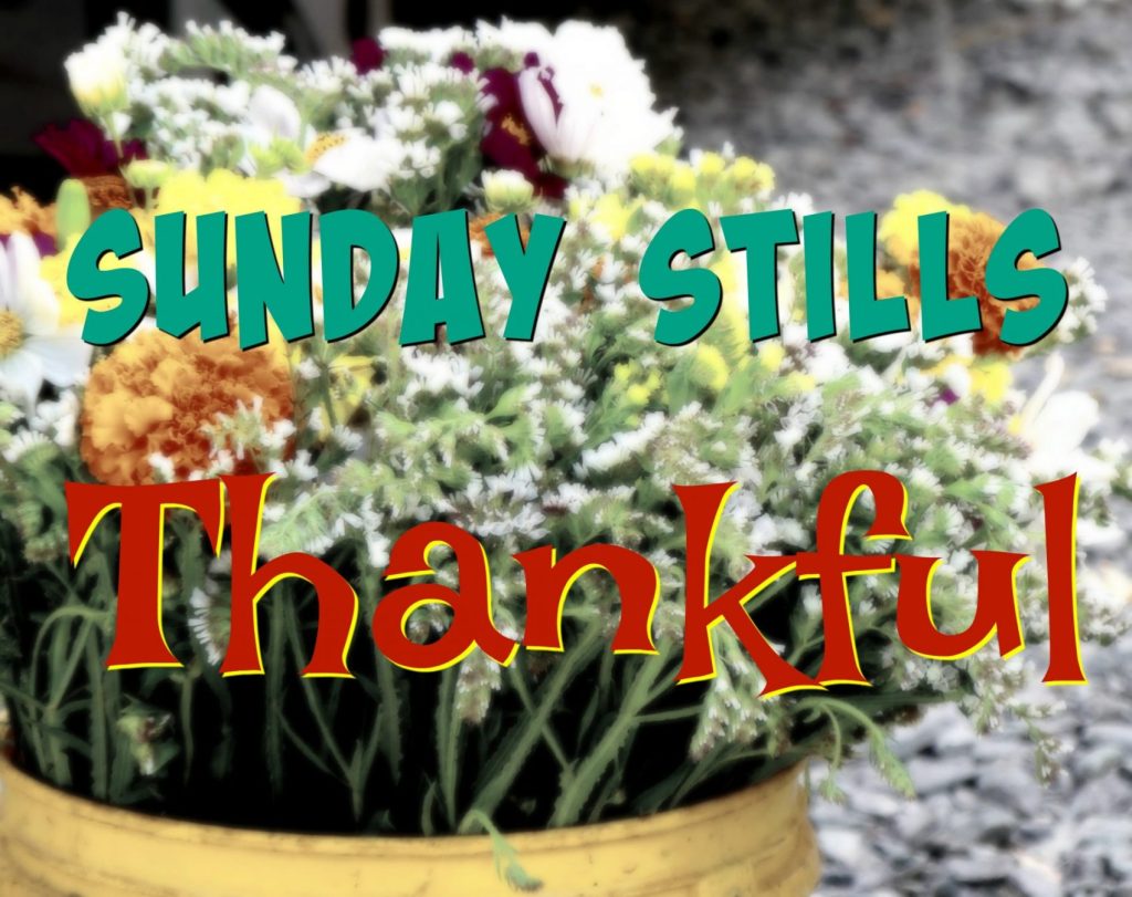 #Thankful Thoughts for Sunday&nbsp;Stills