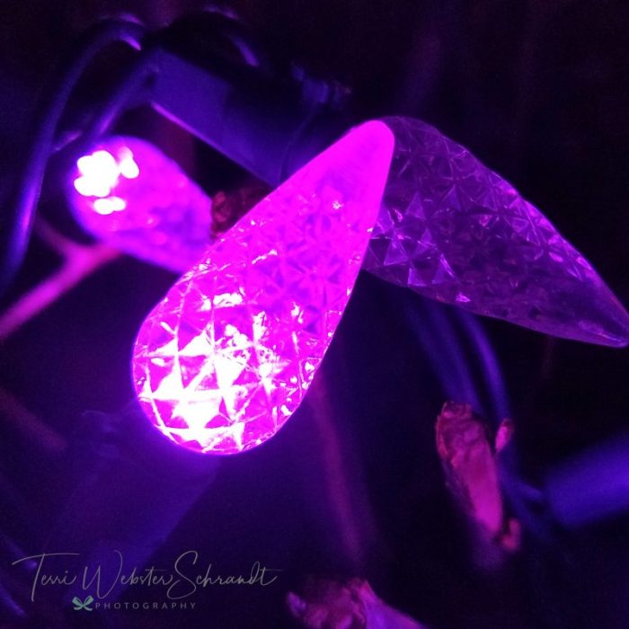 Festive Purple Lights