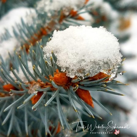 snowy bough