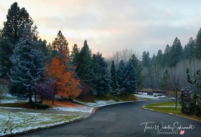 Winter Scene Spokane