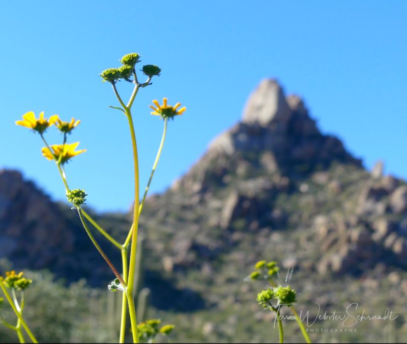 The Flower Hour #15: Desert&nbsp;Daisy