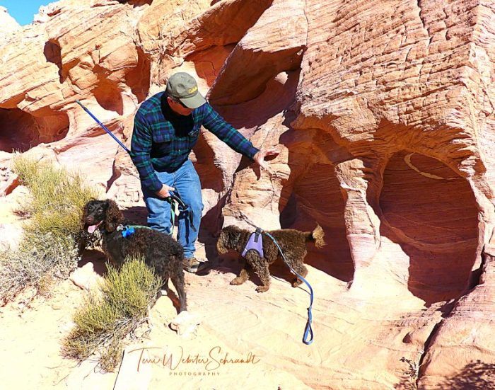 Red Rocks and Dogs