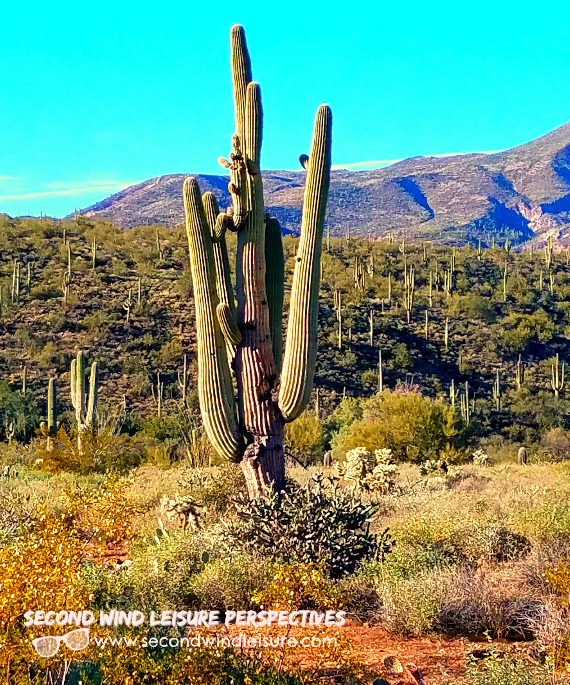 Saguaro cactus