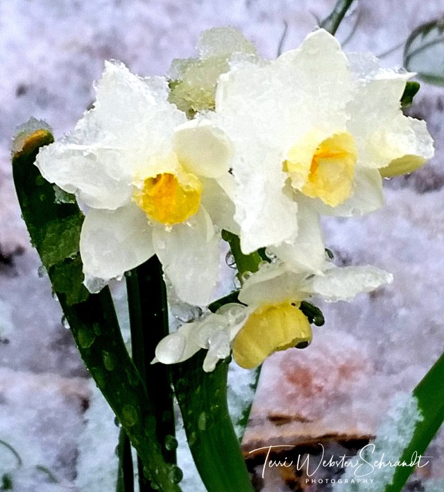 Daffodils in the snow