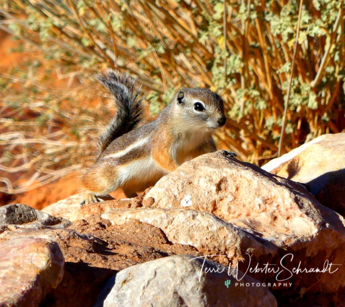 Golden Mantel Ground Squirrel