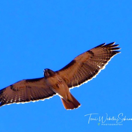 Hawk flies over Valley of Fire state park