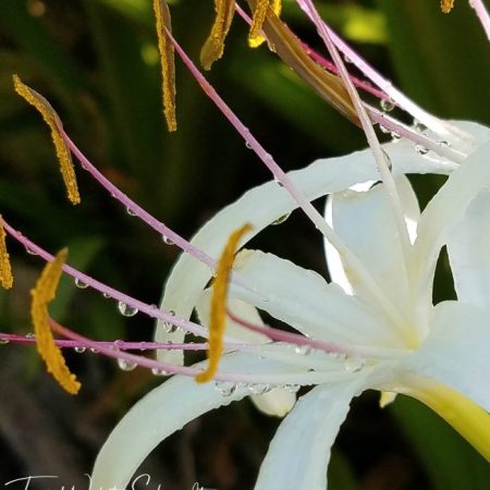 Hawaiian Honeysuckle