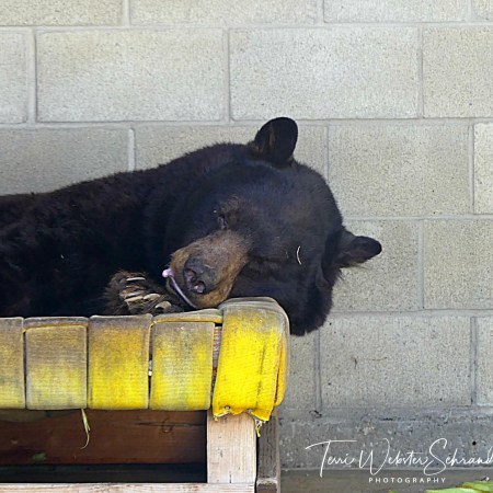 Sleeping Black Bear