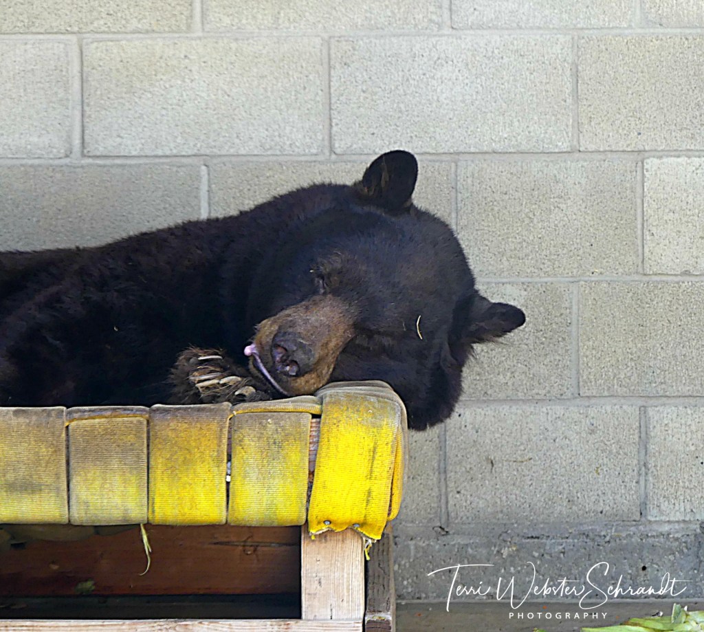 Sunday Stills: Walk on the #Wildlife&nbsp;Side