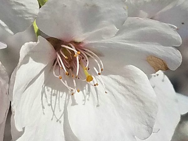Macro white blossom